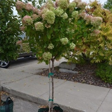 _10_grow_bag_-_limelight_hydrangea_tree_form_single_stem_standard_in_late_summer_bloom_8.3_gallons - копия